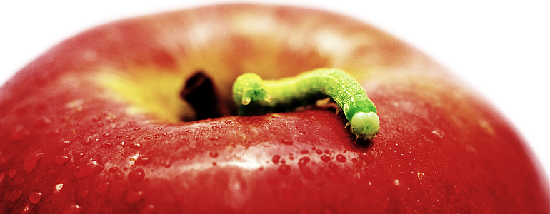 A green worm on a juicy red apple